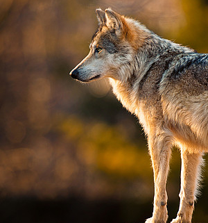 Wolf Hunde Mix Tumblr