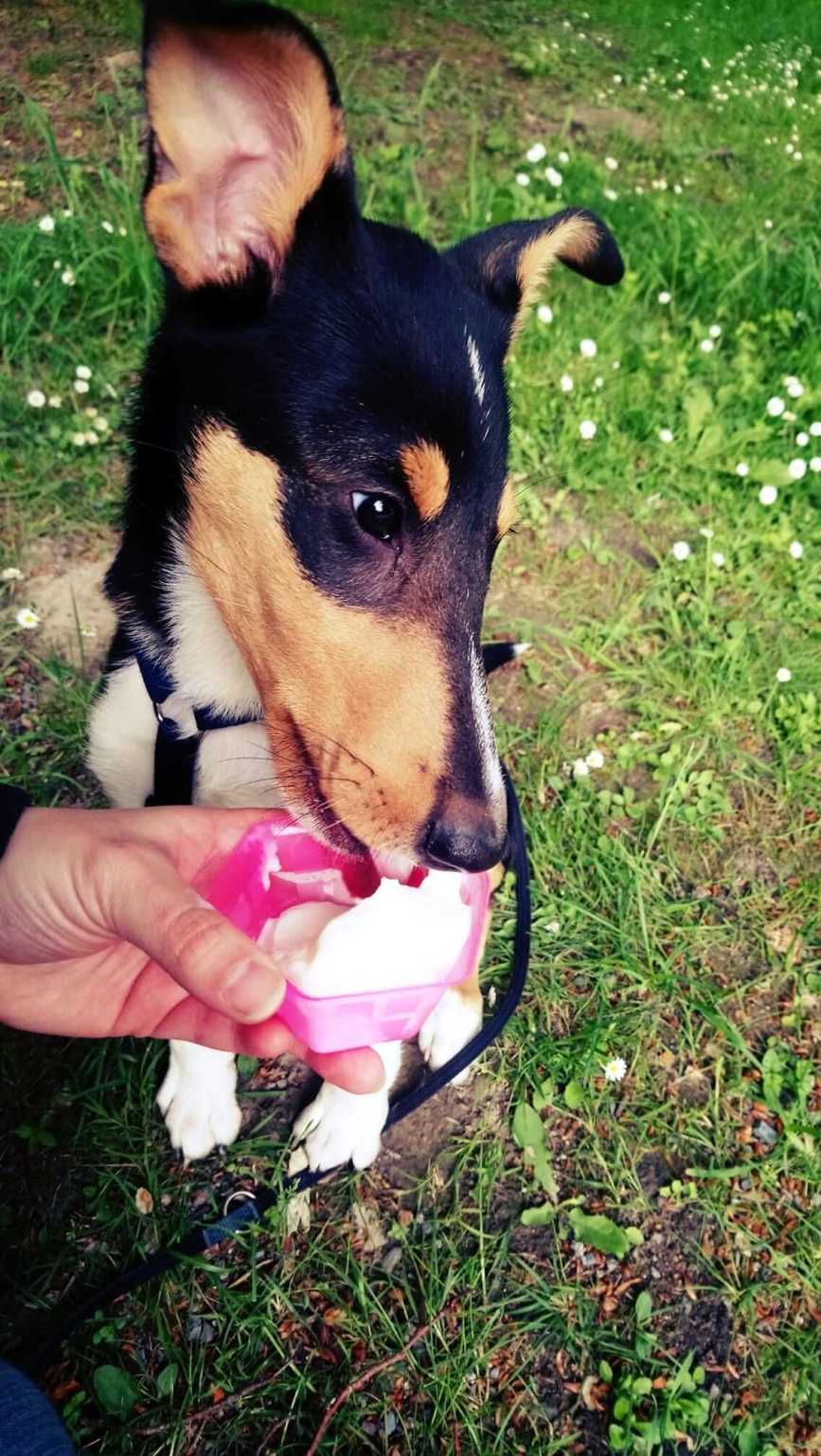 Eiscreme für Hunde 3 Rezepte für selbstgemachtes Eis Easy Dogs