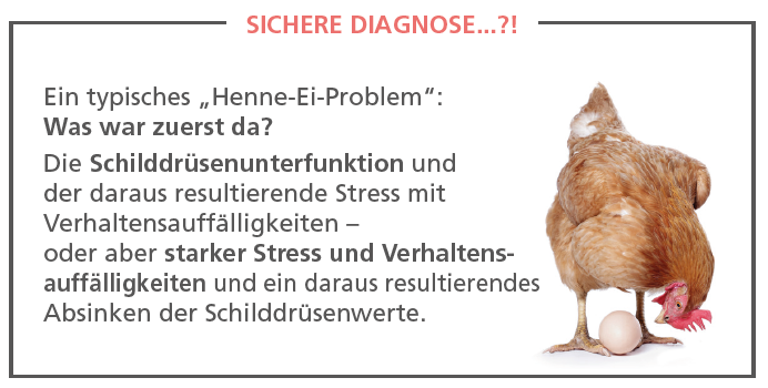 SchilddrüsenUnterfunktion beim Hund Ursachen, Symptome und Therapie